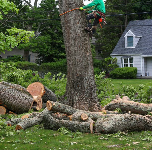 Arborist removing a large tree beside a home, cut logs staged on the lawn